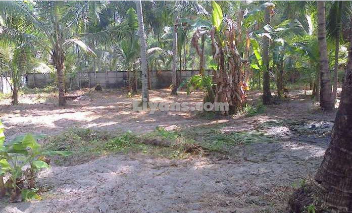 25cent Residential Land For Sale In Munnamkutty,kayamkulam,alappuzha for Sale at Munnamkutty,Kayamkulam, 